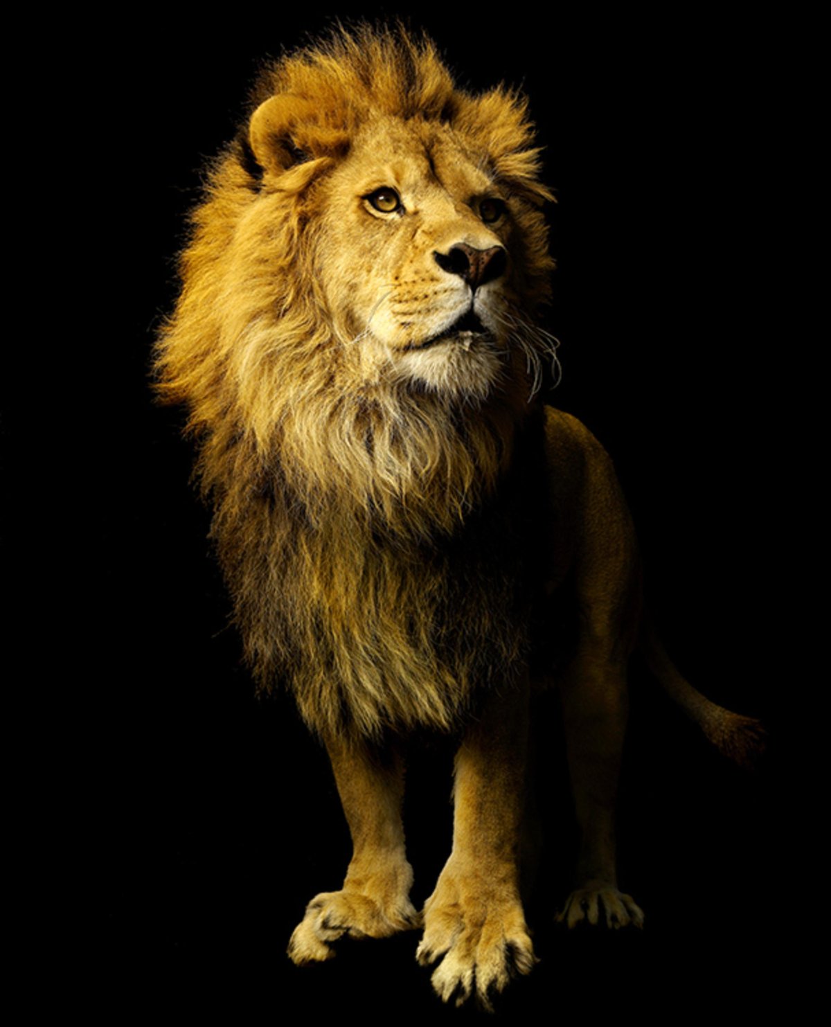 Фон для рабочего стола Лев