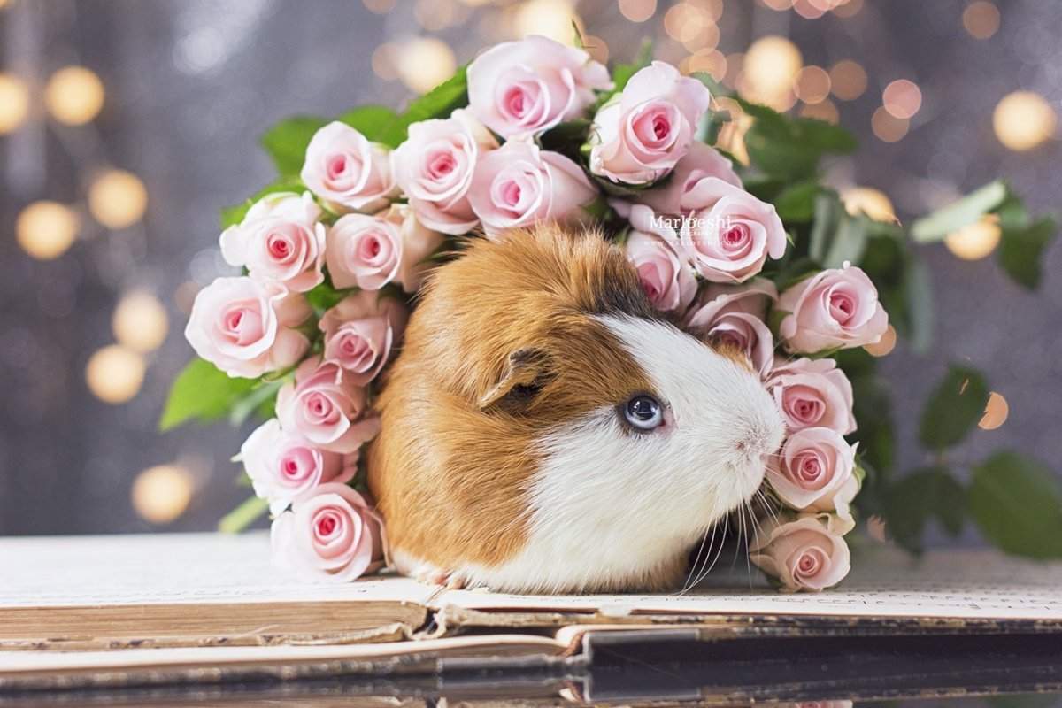 Розовый хомяк