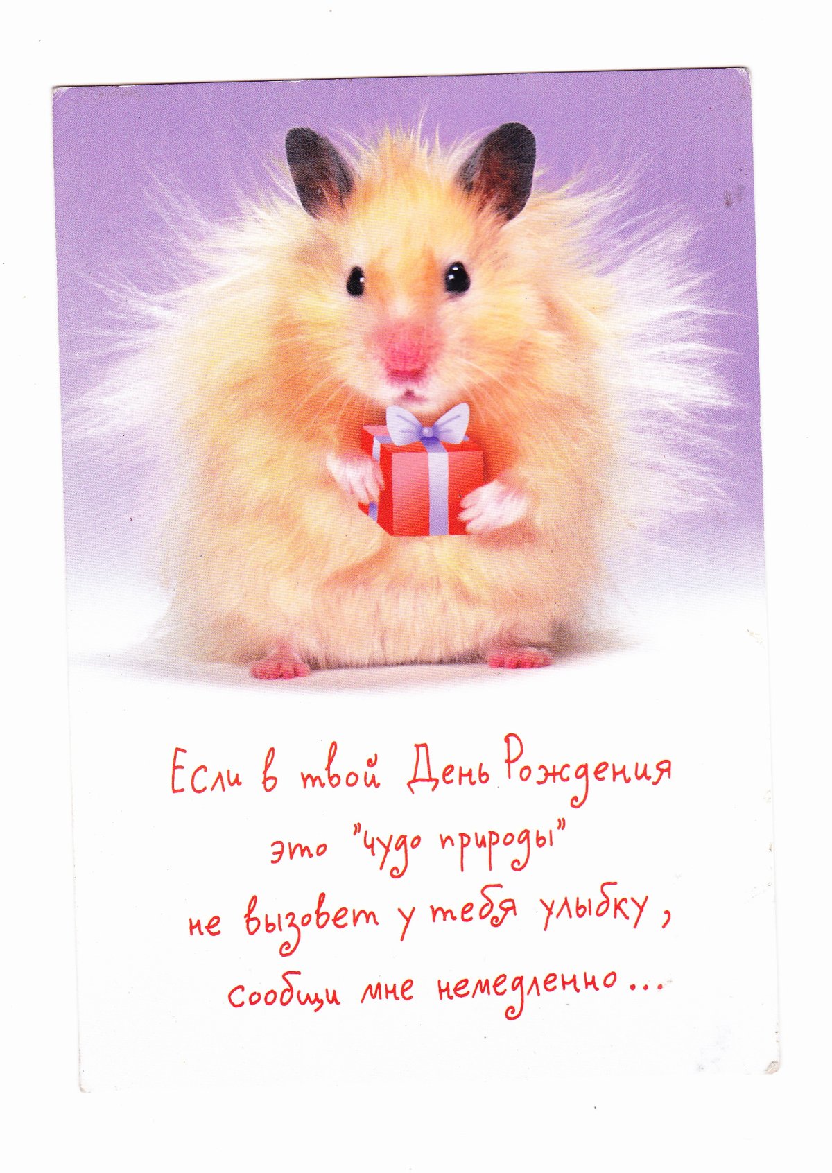 Открытка с хомяком с днём рождения