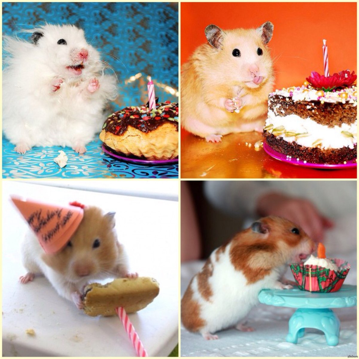 Торт с хомяком