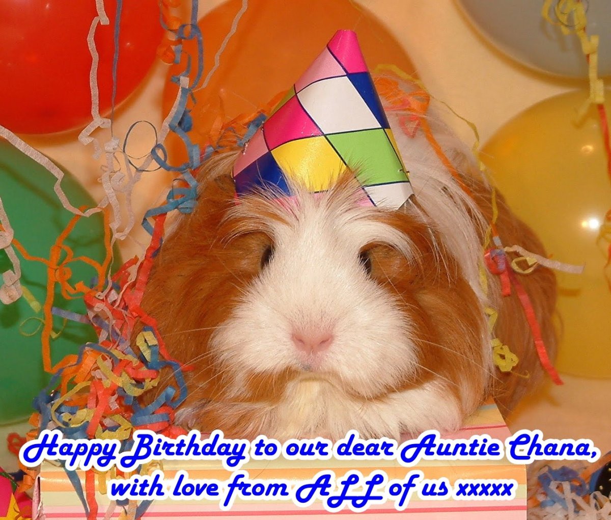 Морская Свинка праздничная