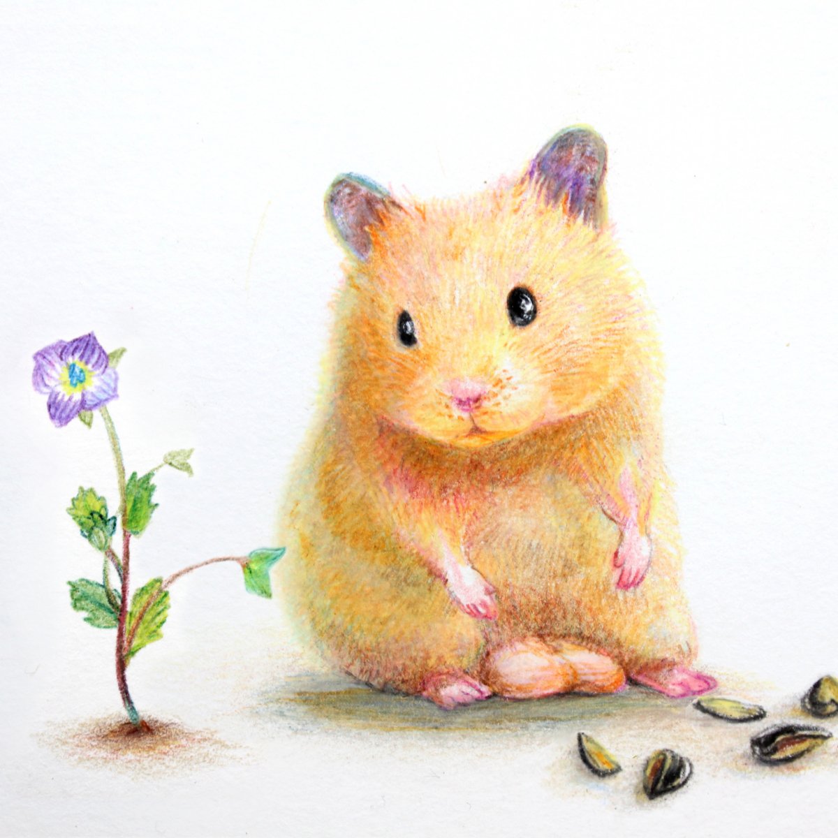 Хомяк рисунок