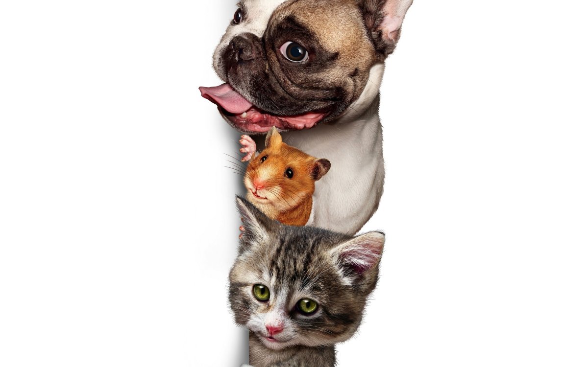 Мимими щенки