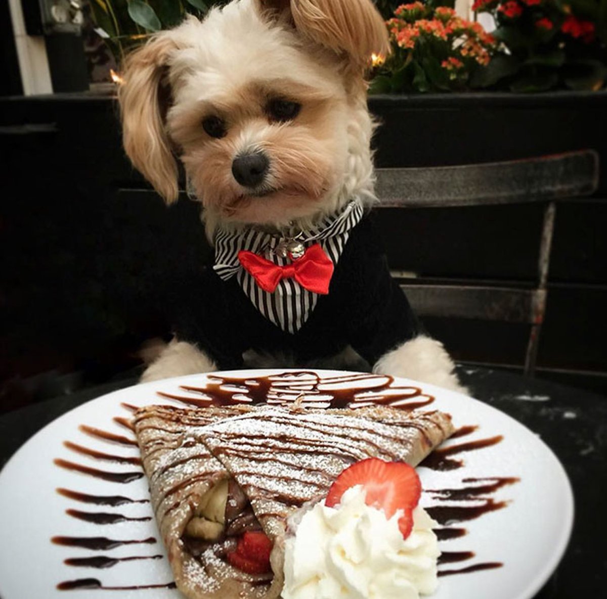 Эстетика животных