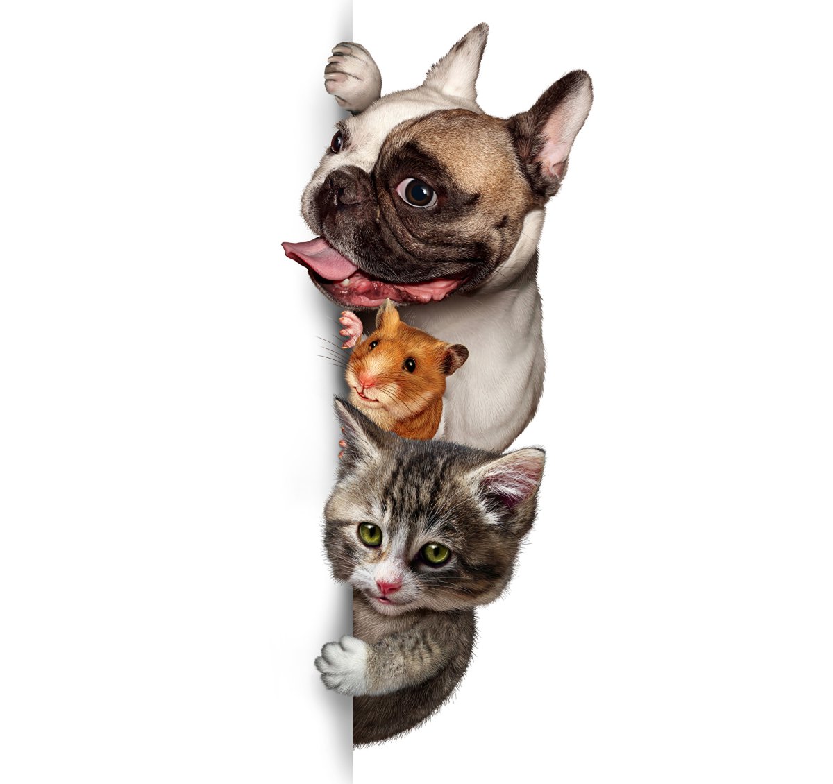 Пес Генри и кот балу