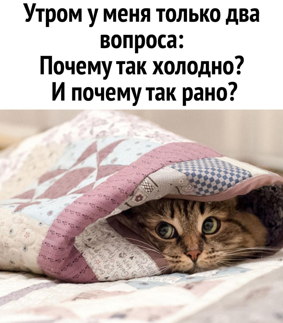 Кот будит хозяйку