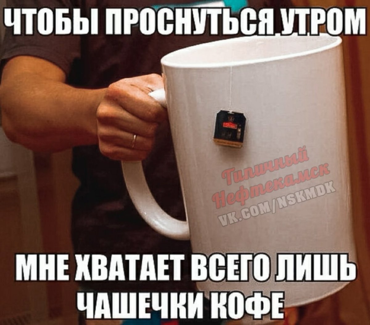 Мемы с котами