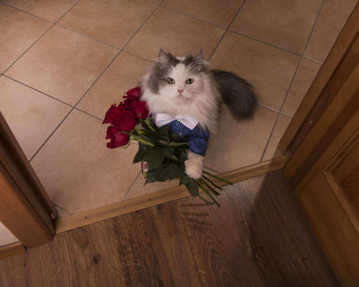 Кот с цветочком