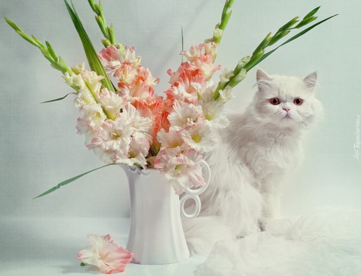 Красивые букеты и котёнок