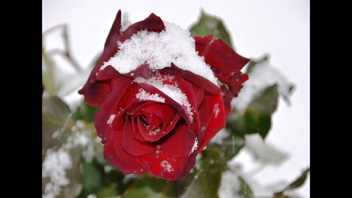 Красивые розы на снегу