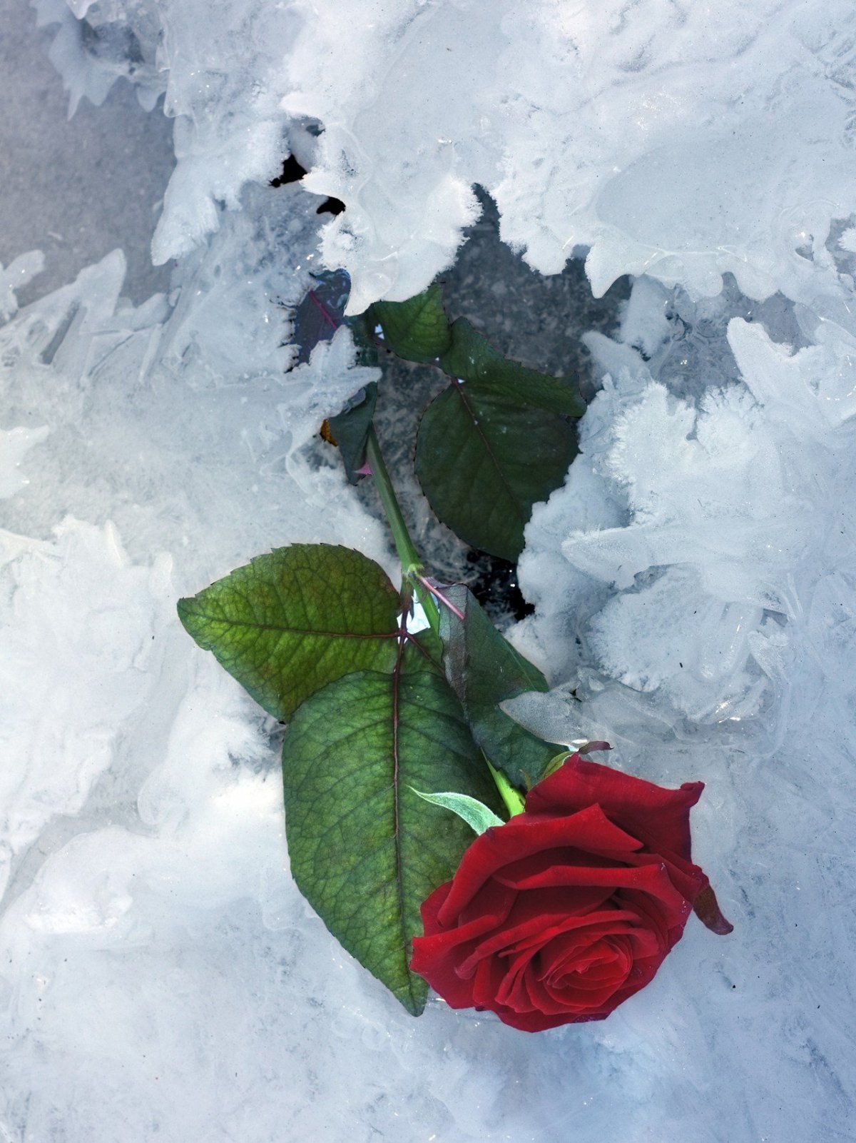 Розы на снегу