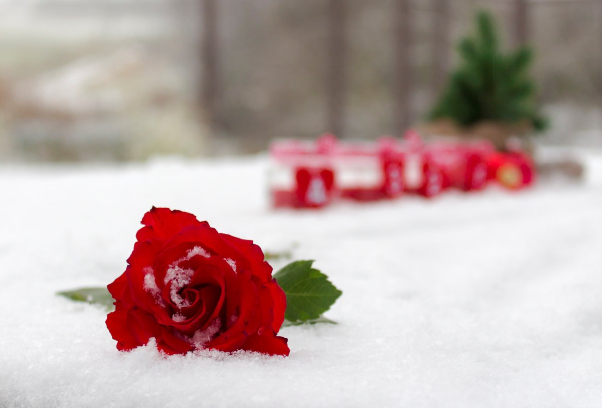 Зимние цветы