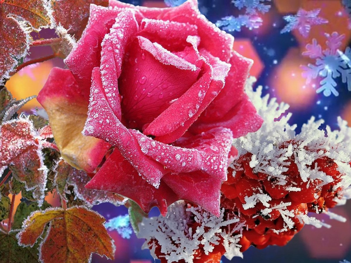 Роза в инее