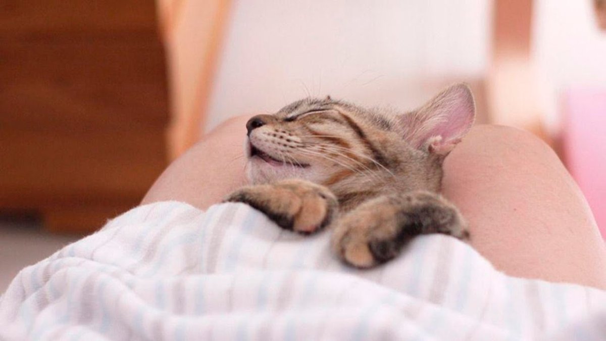 Кот в пледе