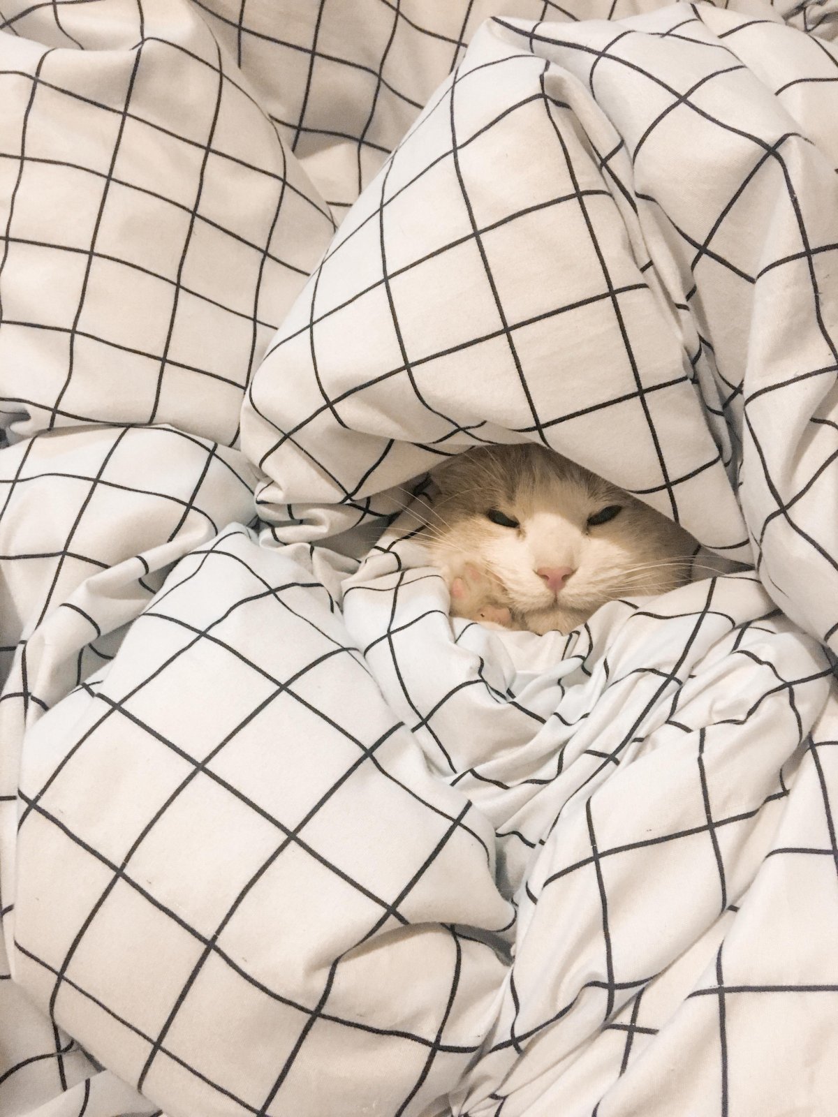 Кот закутанный в одеяло