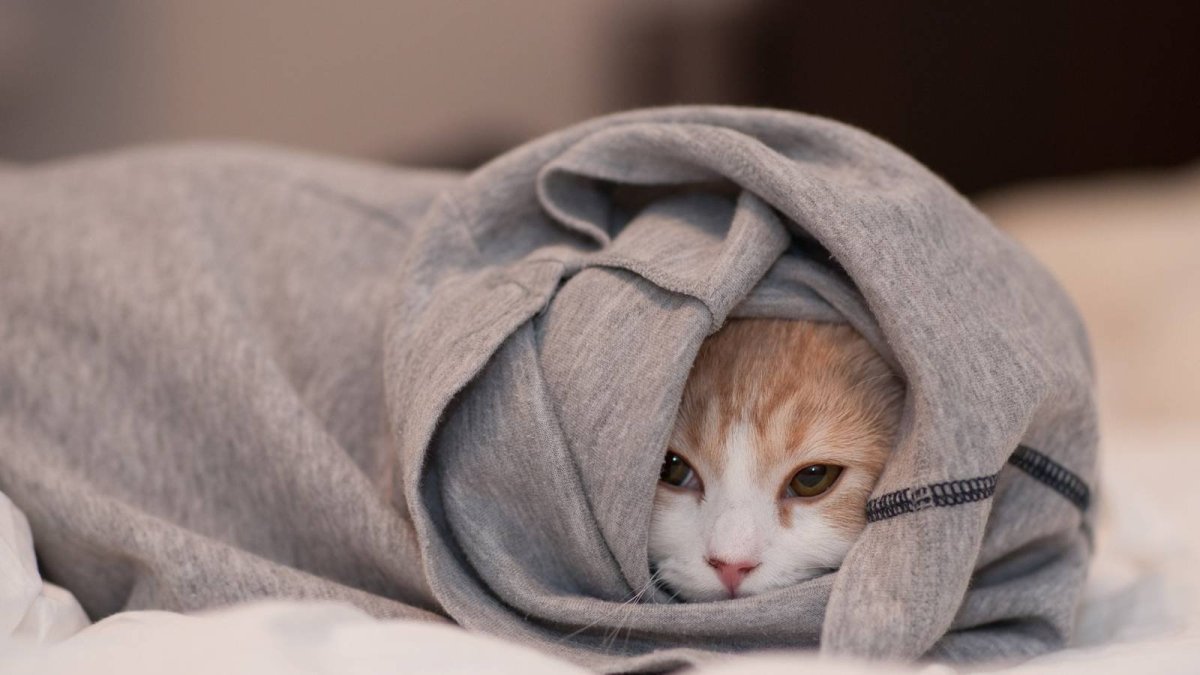 Кот в пледе