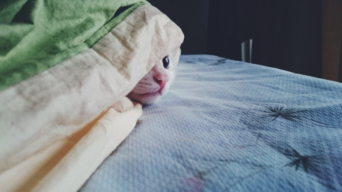Кошка из под одеяла