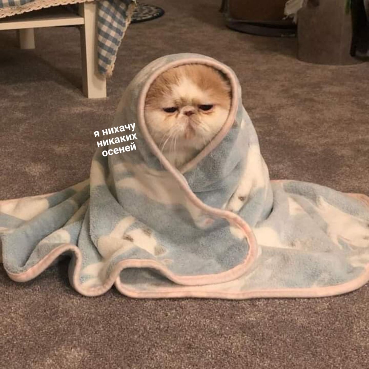 Кот в кровати