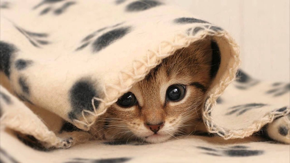 Спящий котик с надписью