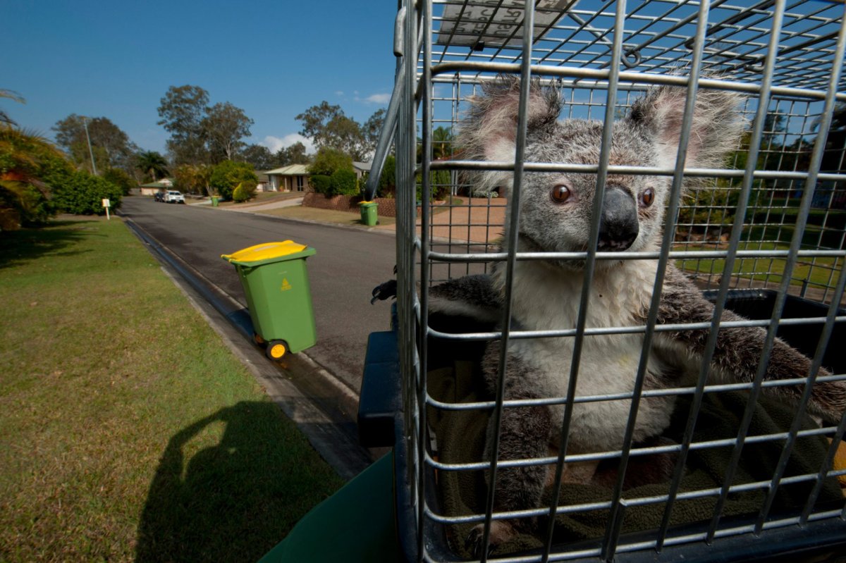 Вымирание коал