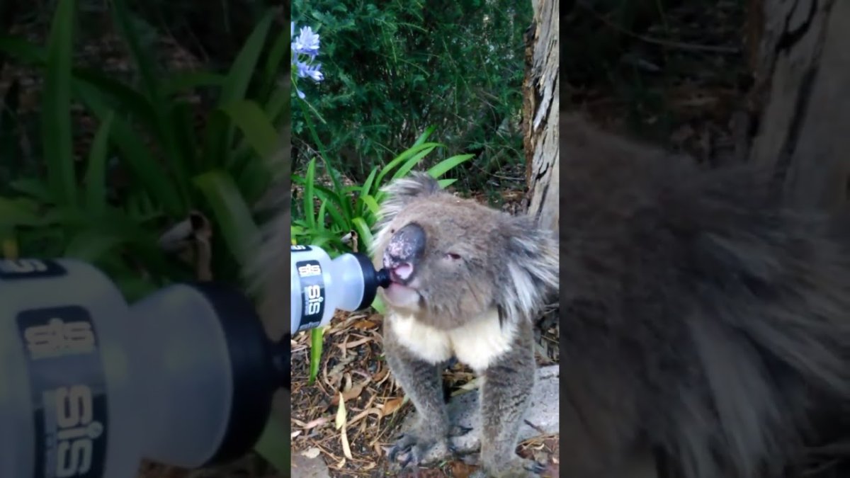 Сгоревшие коалы в Австралии