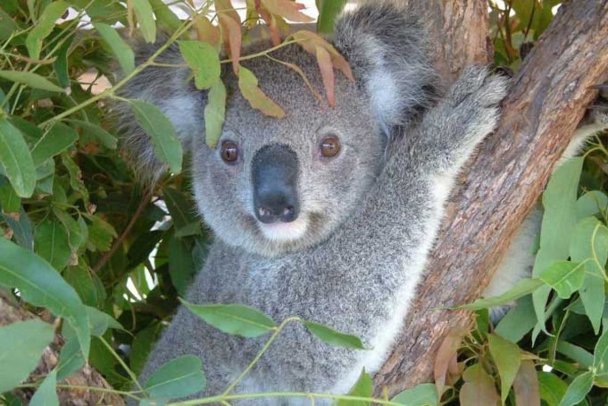 Коала плавает