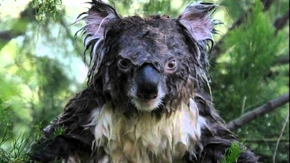 Мокрая коала 18 оригинал