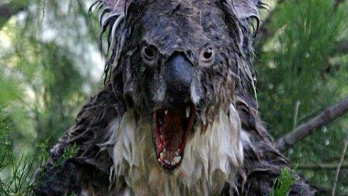 Мокрая коала фото