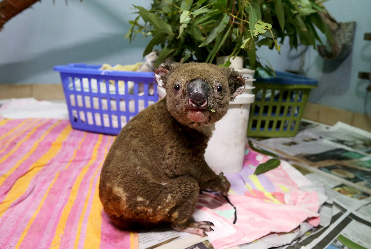 Накуренная коала