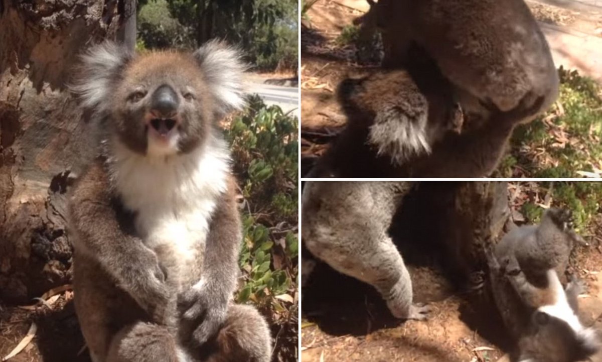 Спасение животных в Австралии