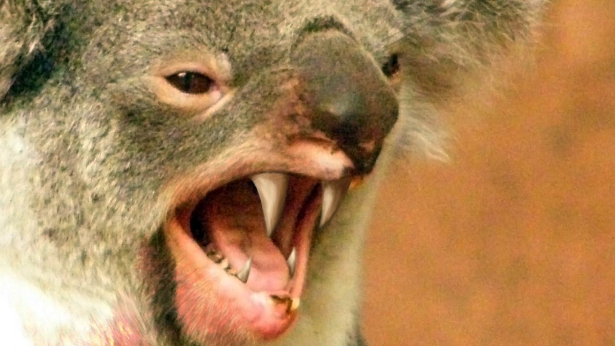 Мем коала и эвкалипт