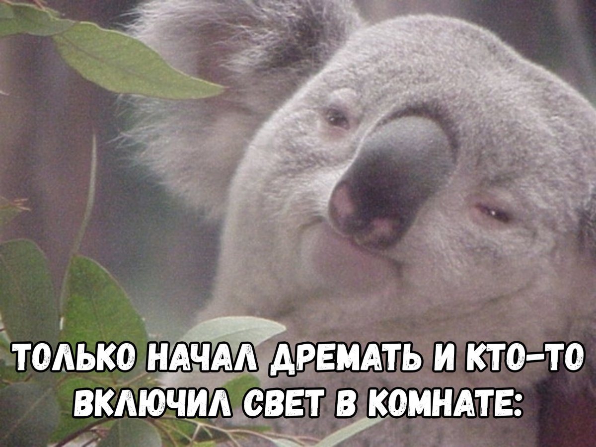 Фурсьют коала