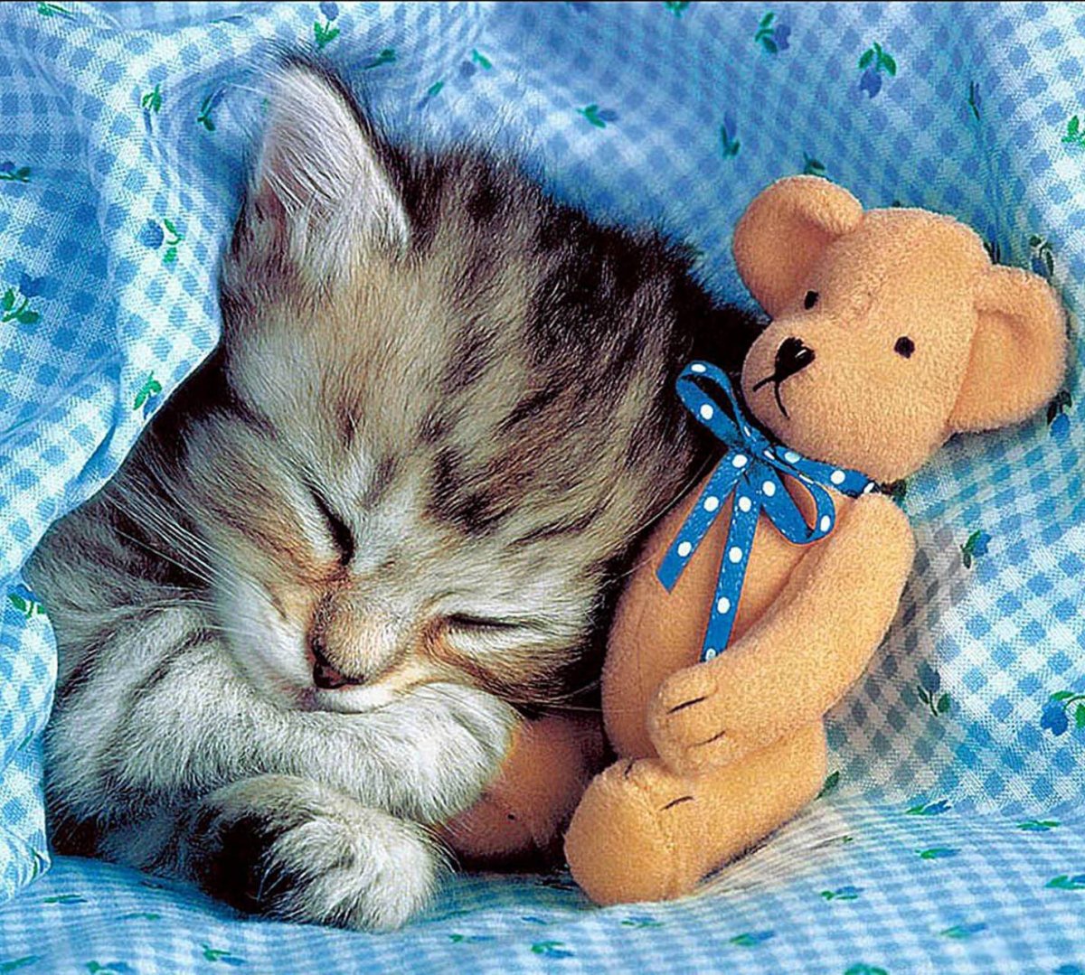 Котенок мило спит