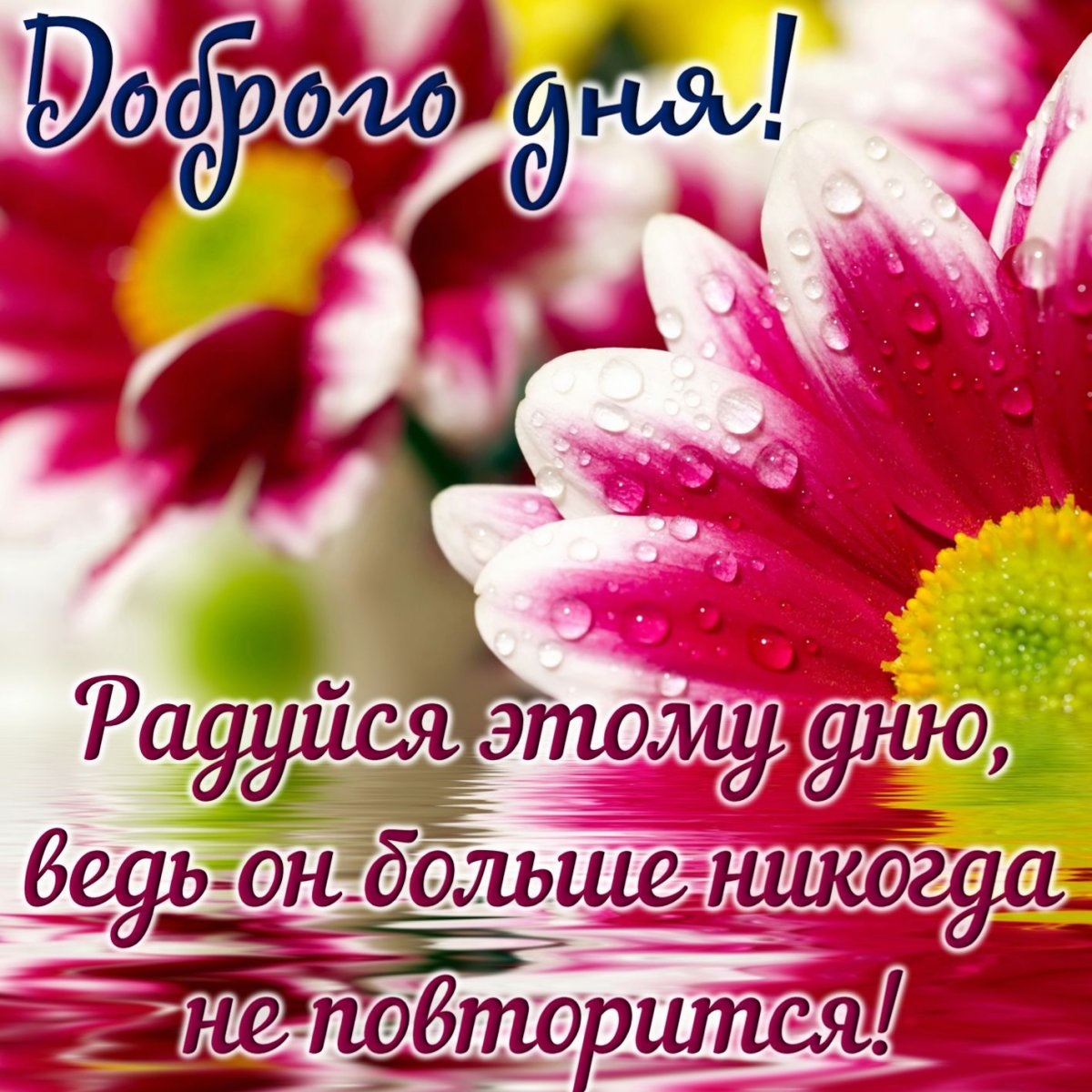 Поздравления на каждый день