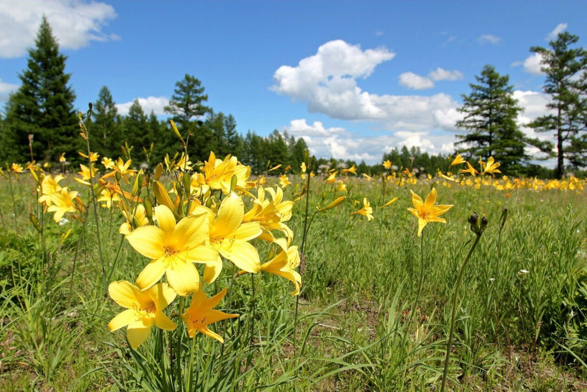 Рододендрон Даурский маральник