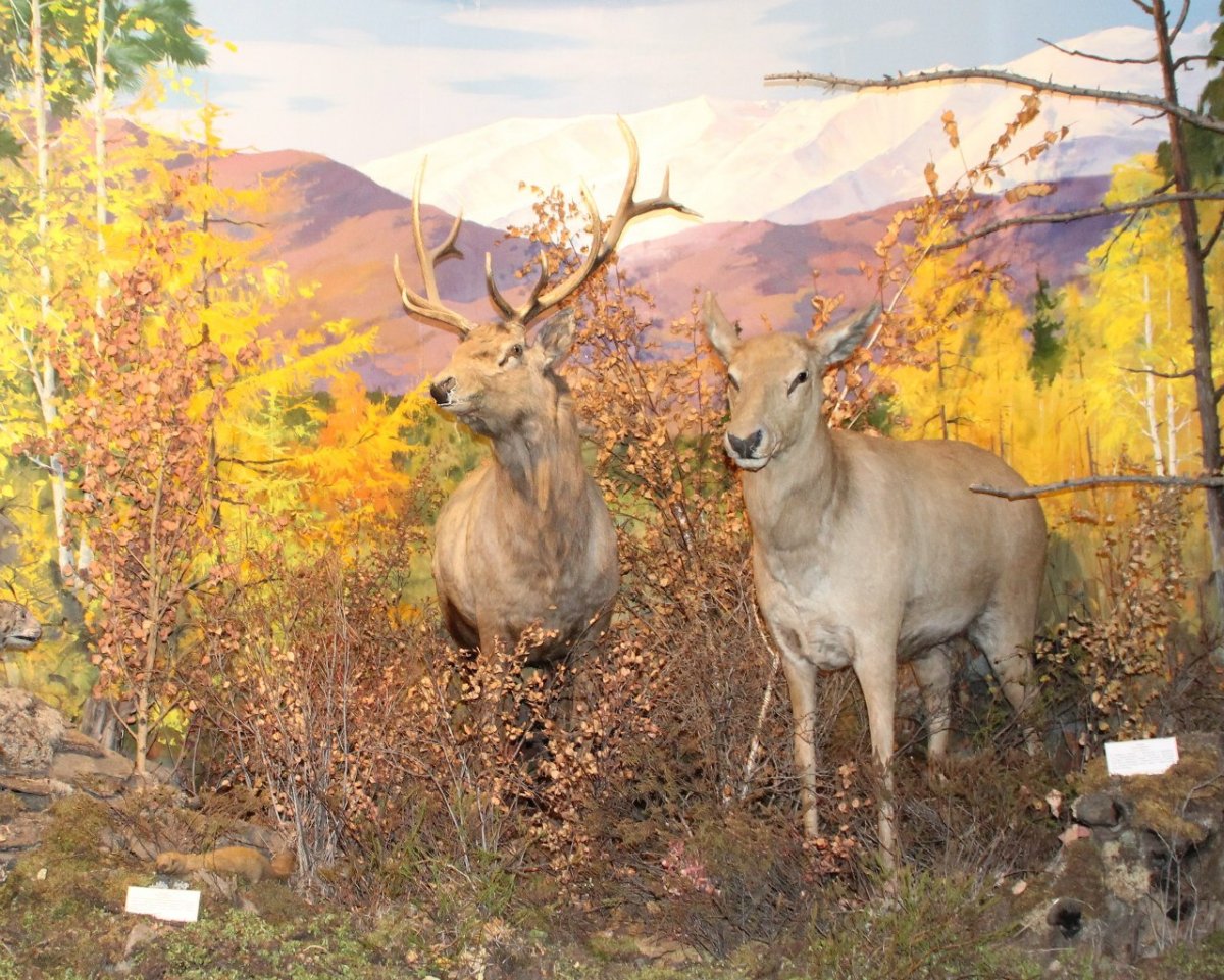 Красота Сарана туман