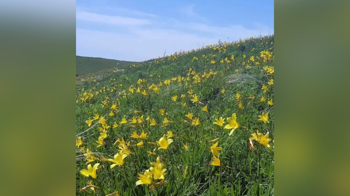 Герб и флаг Забайкальского края