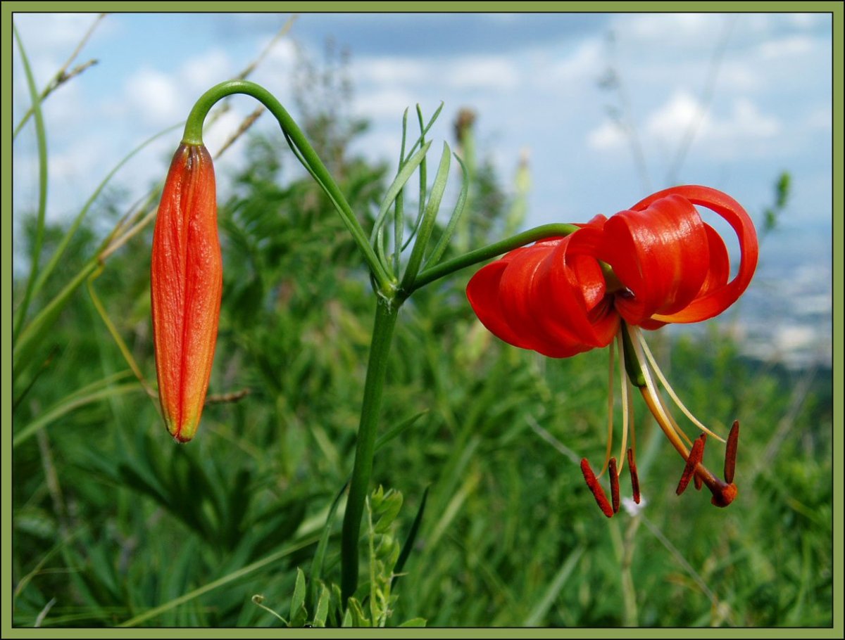 Красная саранка Забайкальский край