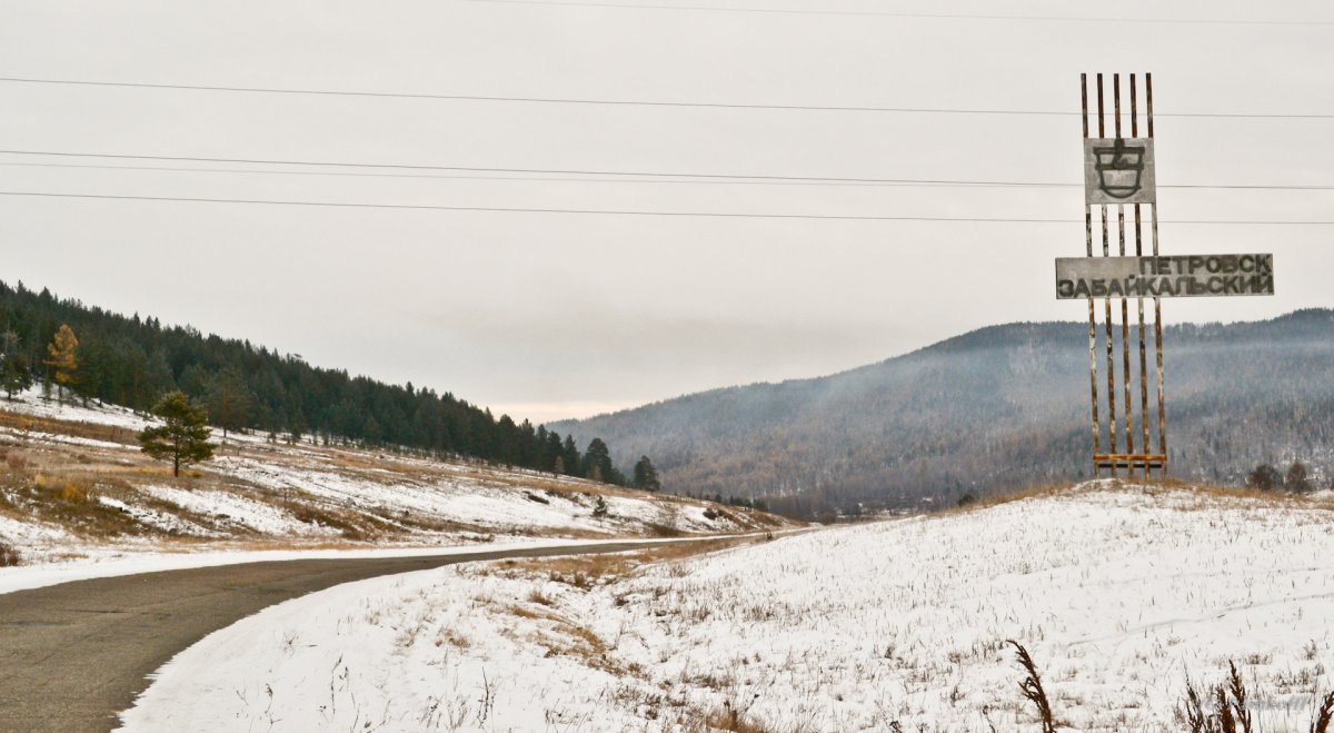 Забайкальский багульник (рододендрон Даурский)