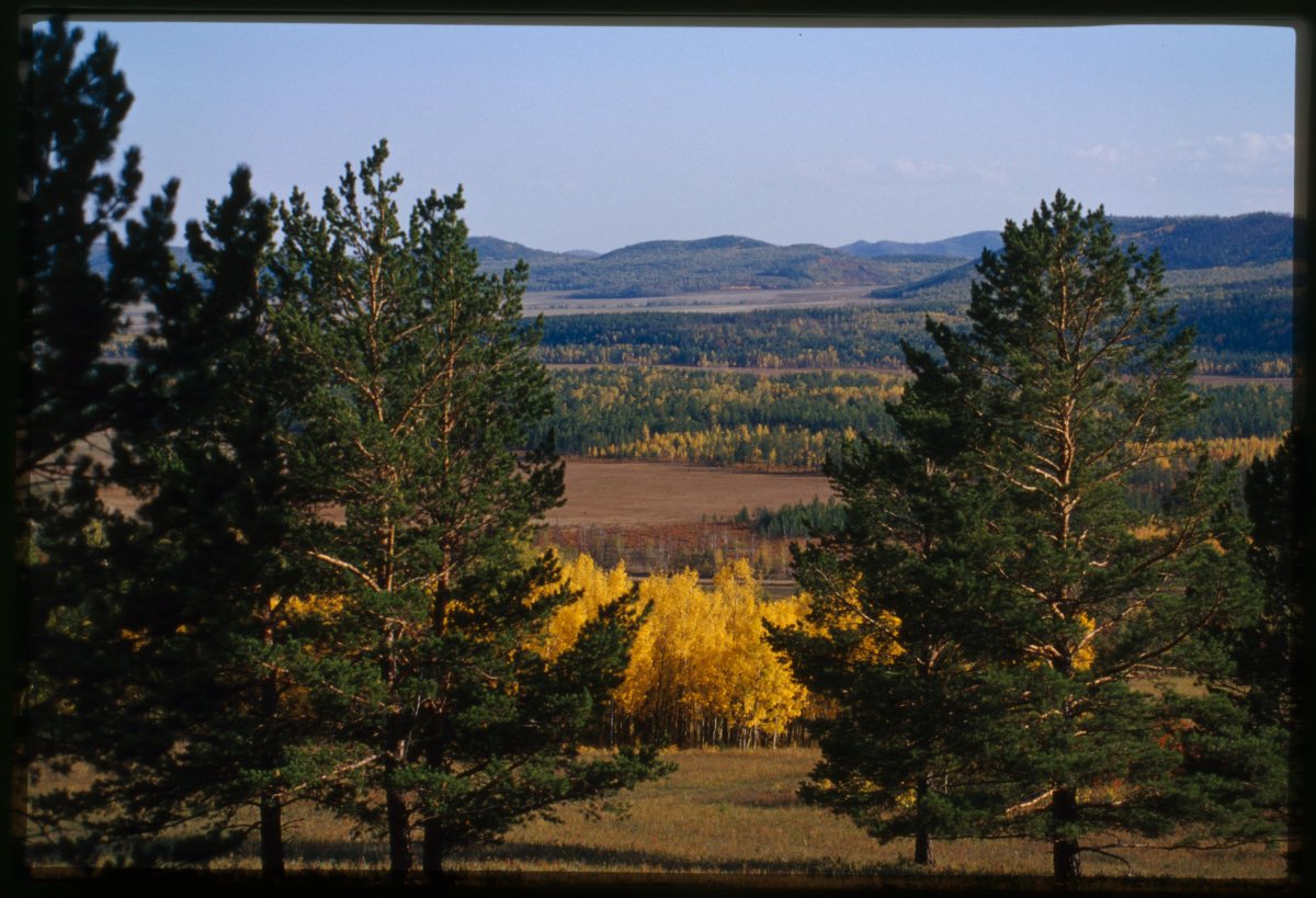 Лилия саранка Сибирская