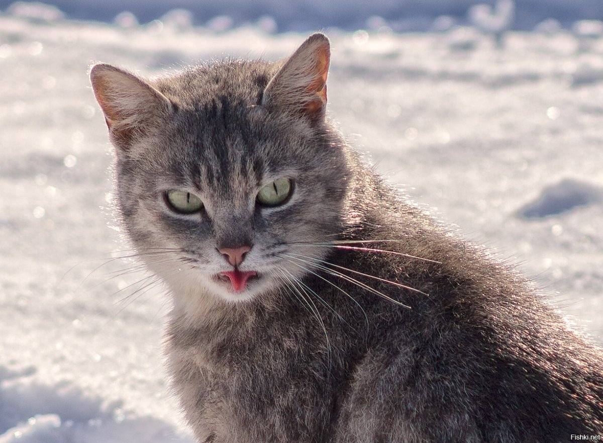 Леонардо ди Каприо Мем остров проклятых