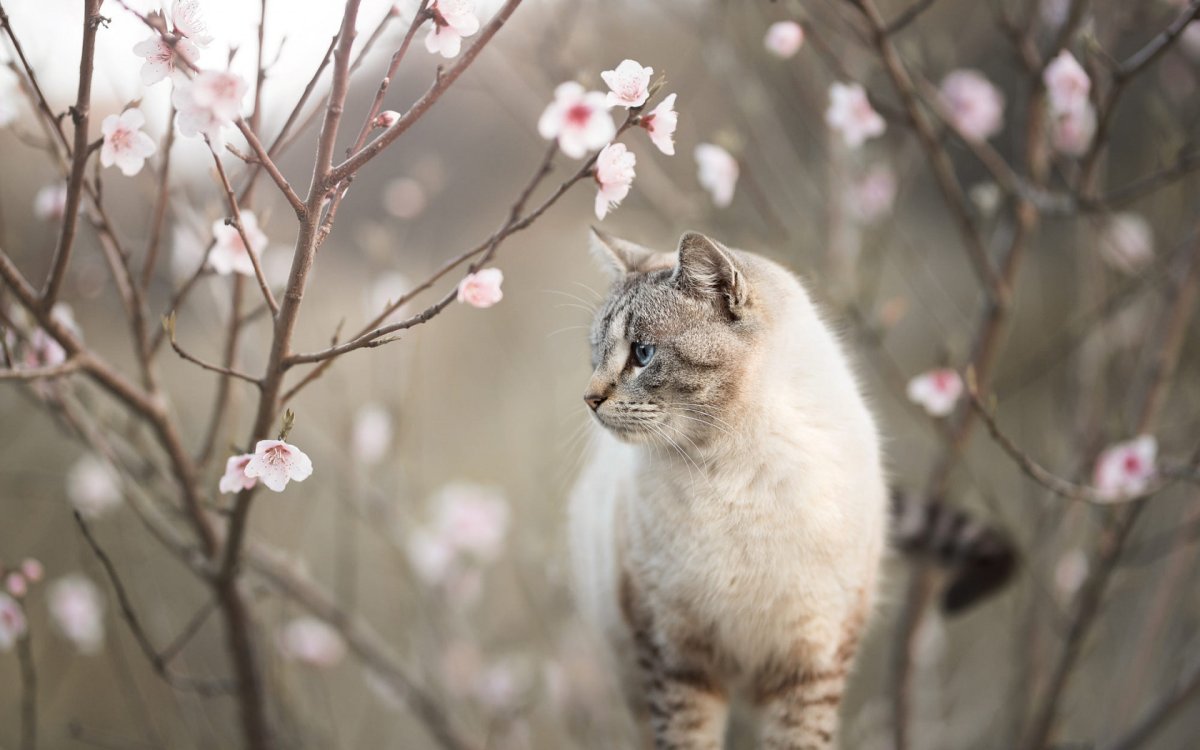Весна и котики