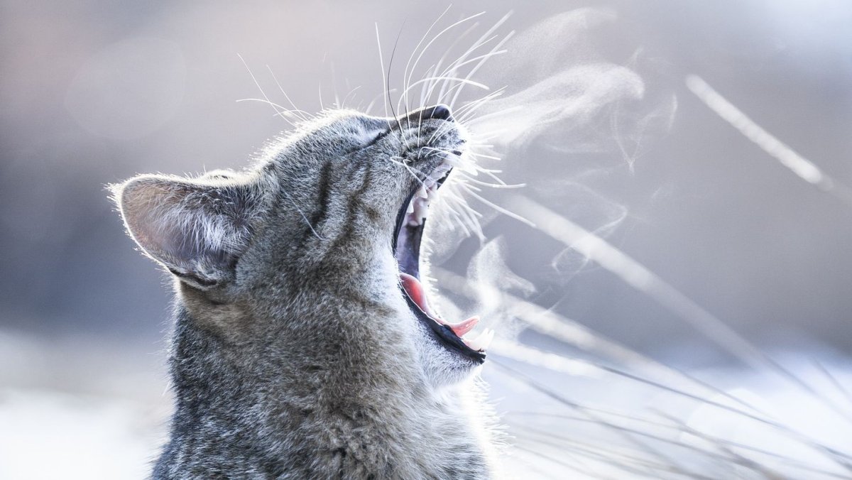 Морда кота в снегу