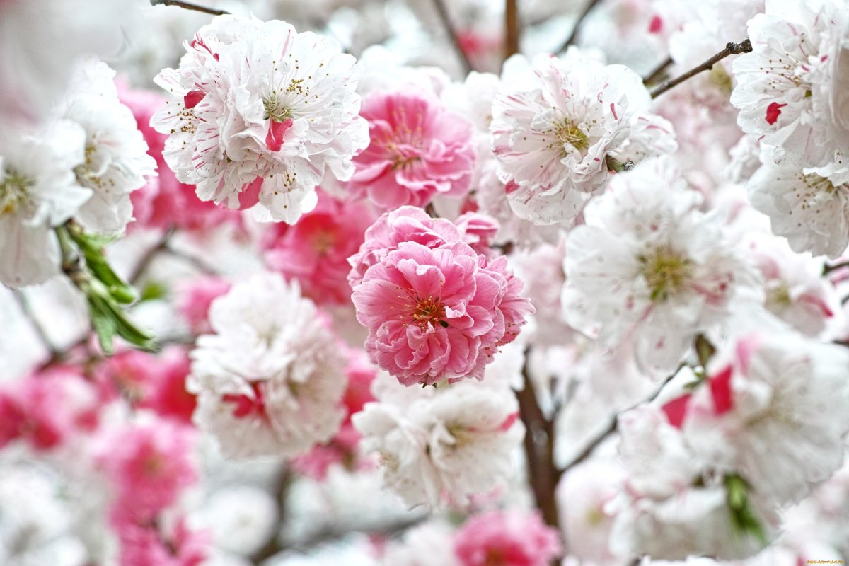 Сакура белая махровая