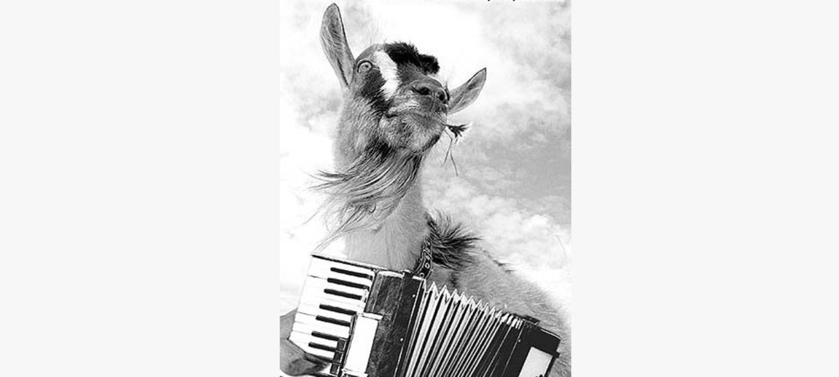 Козел с гармошкой