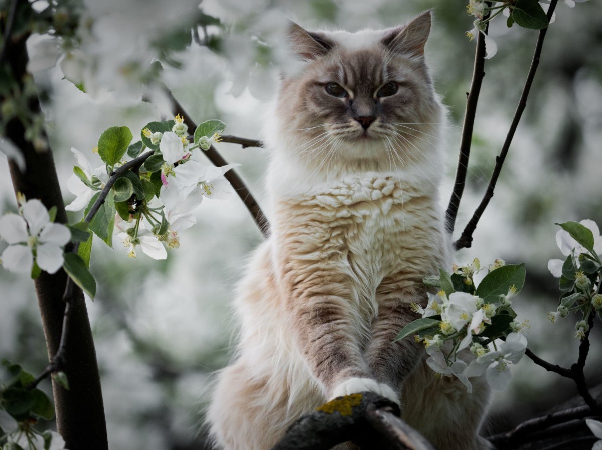 Весенний котик