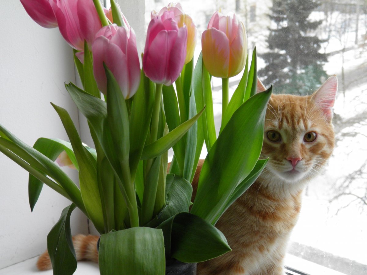 Кот с тюльпанами