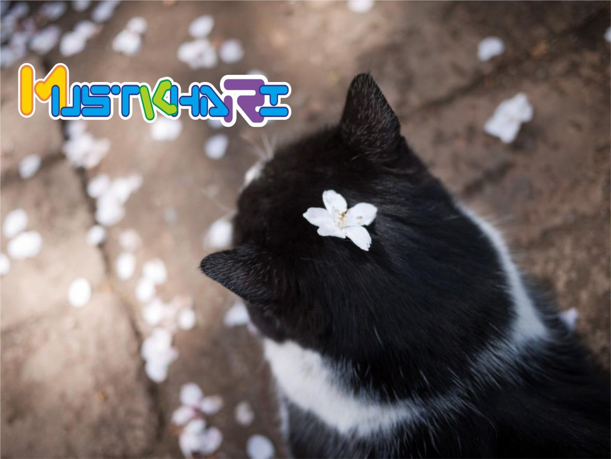 Черный кот Весна