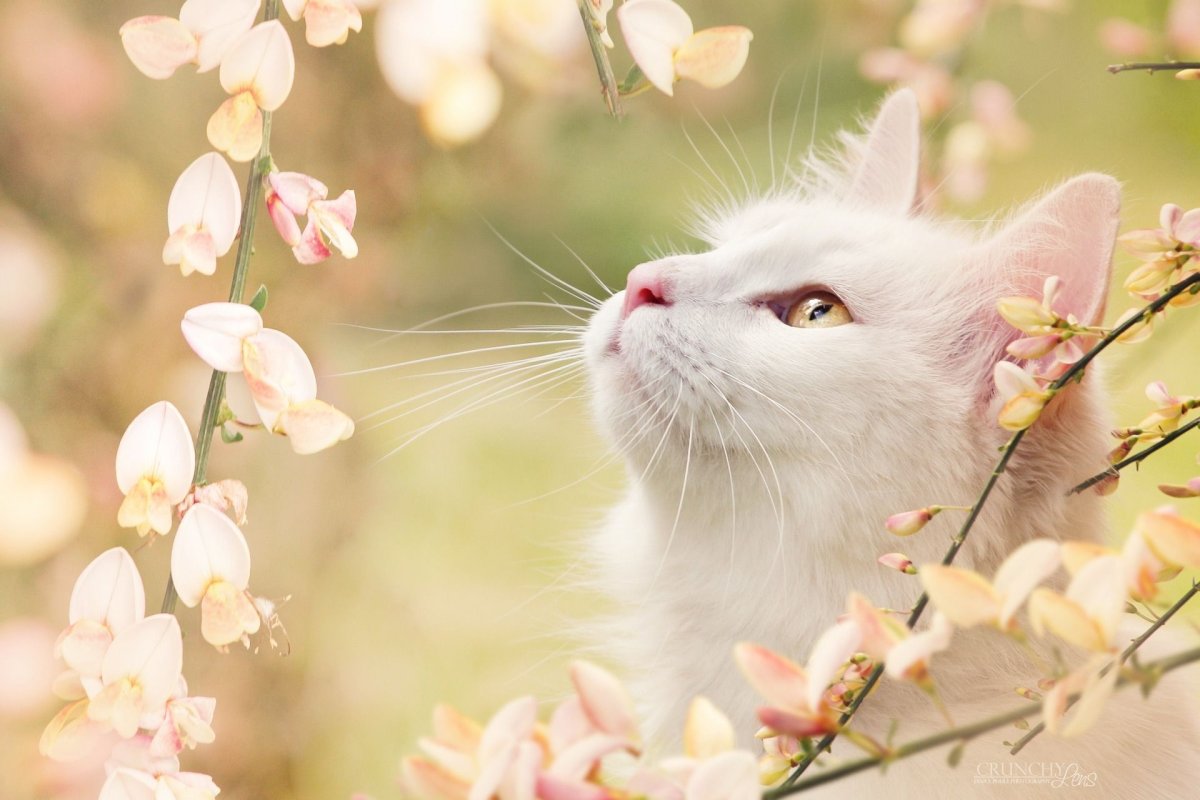 Кошка белая