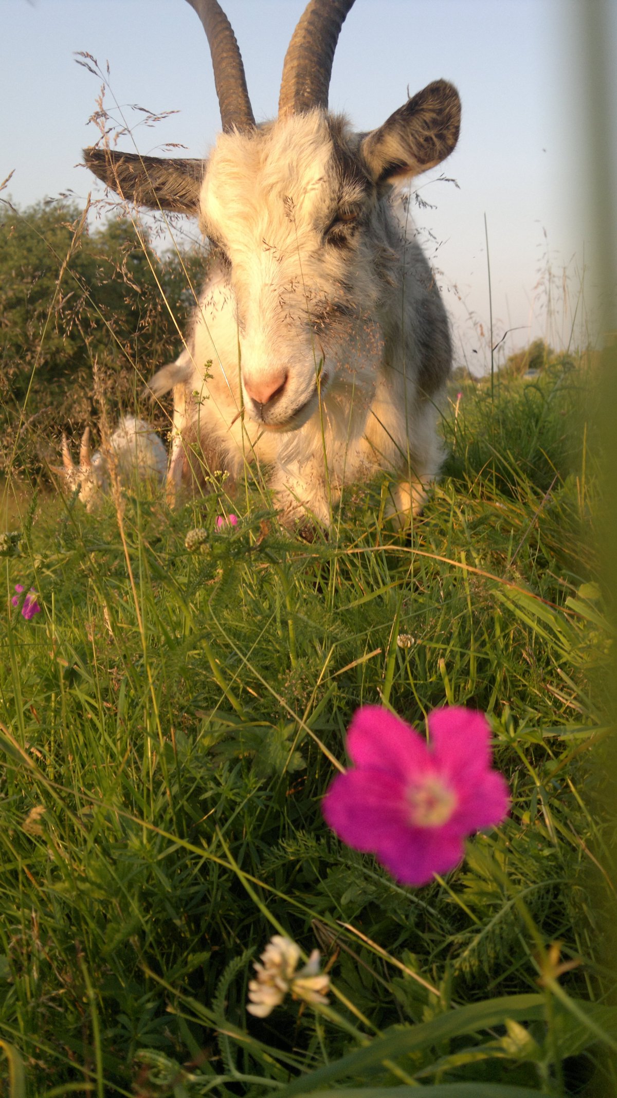 Козочка в поле